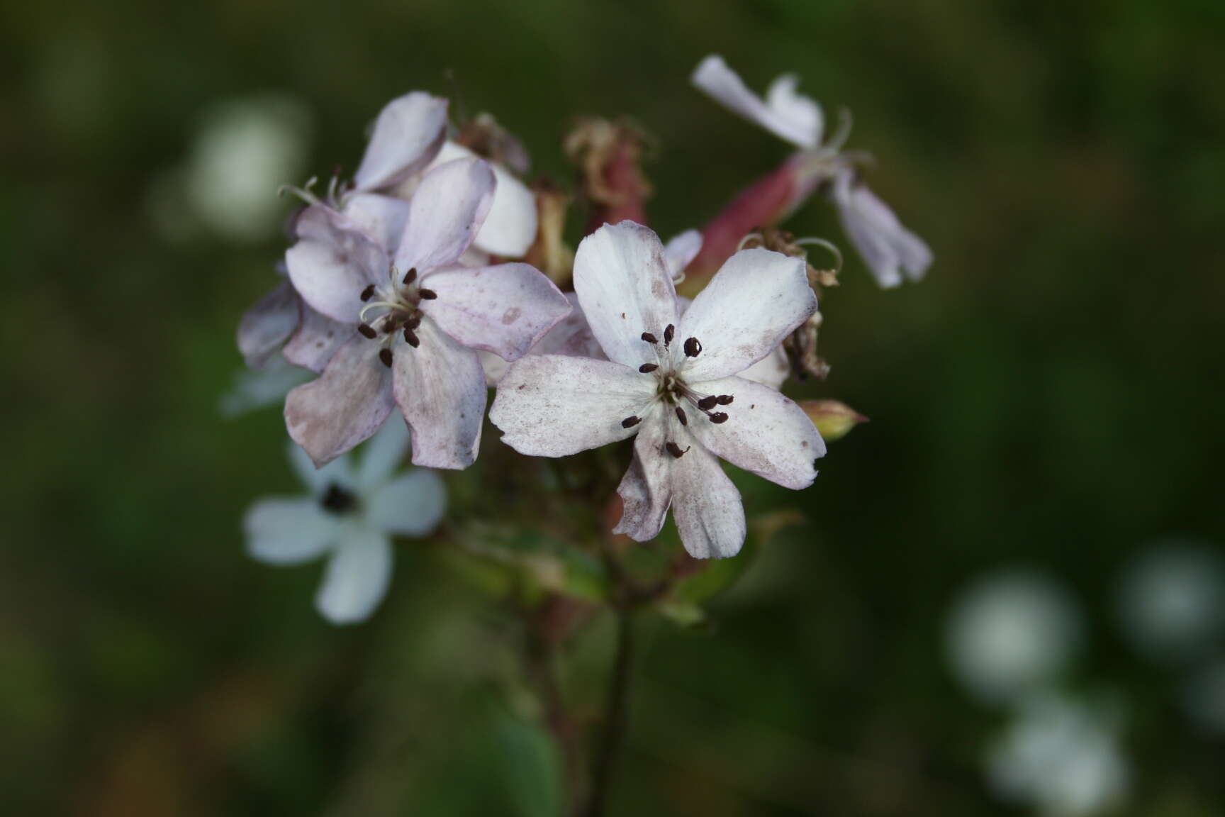 Image of Microbotryum saponariae M. Lutz, Göker, Piątek, Kemler, Begerow & Oberw. 2005