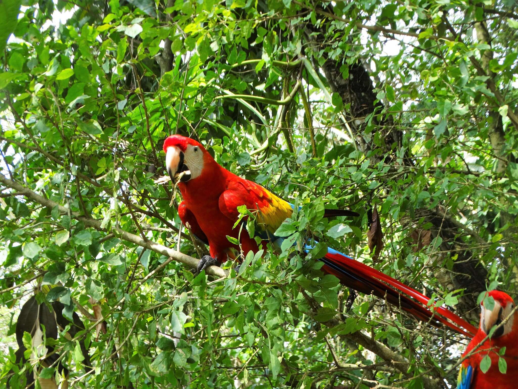 Image of Scarlet Macaw