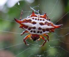 Image of Gasteracantha thomasinsulae Archer 1951