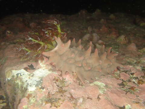 Image of Thorny sea cucumber