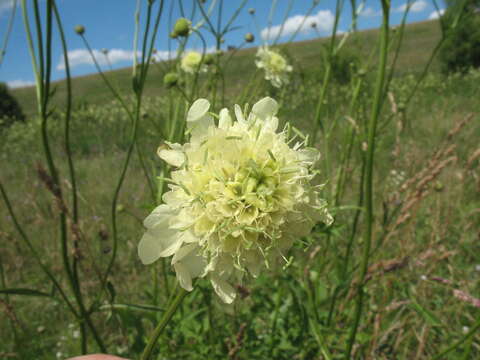 Image of Cephalaria litvinovii Bobrov