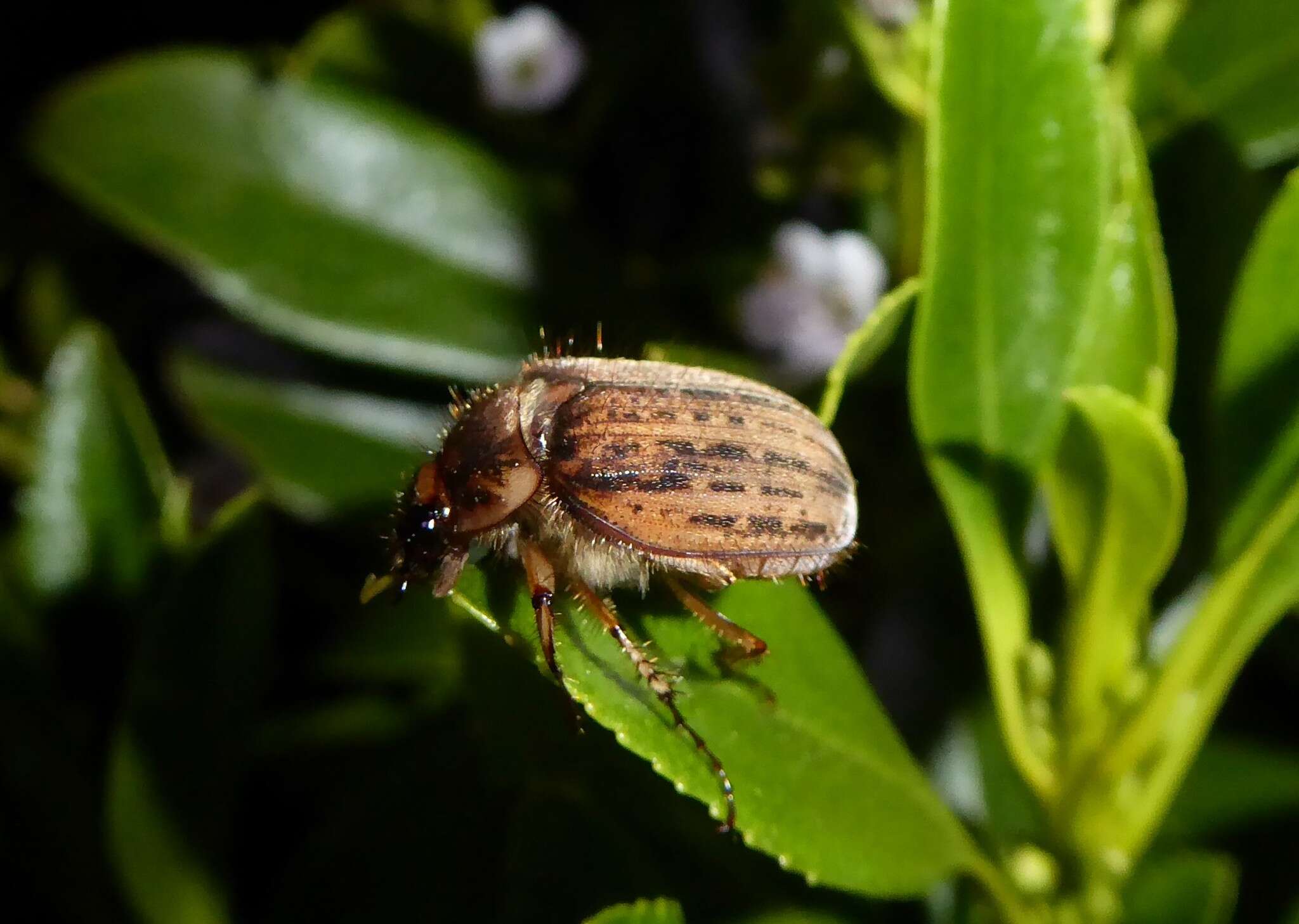 Image of Odontria striata White 1846