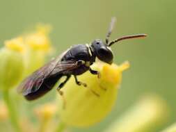 Image de Hylaeus pictipes Nylander 1852