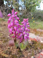 Image of Lachenalia pallida Aiton