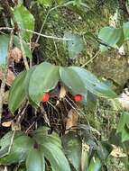 Imagem de Ruscus streptophyllus Yeo