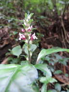 Image of Anisosepalum alboviolaceum (R. Benoist) E. Hossain