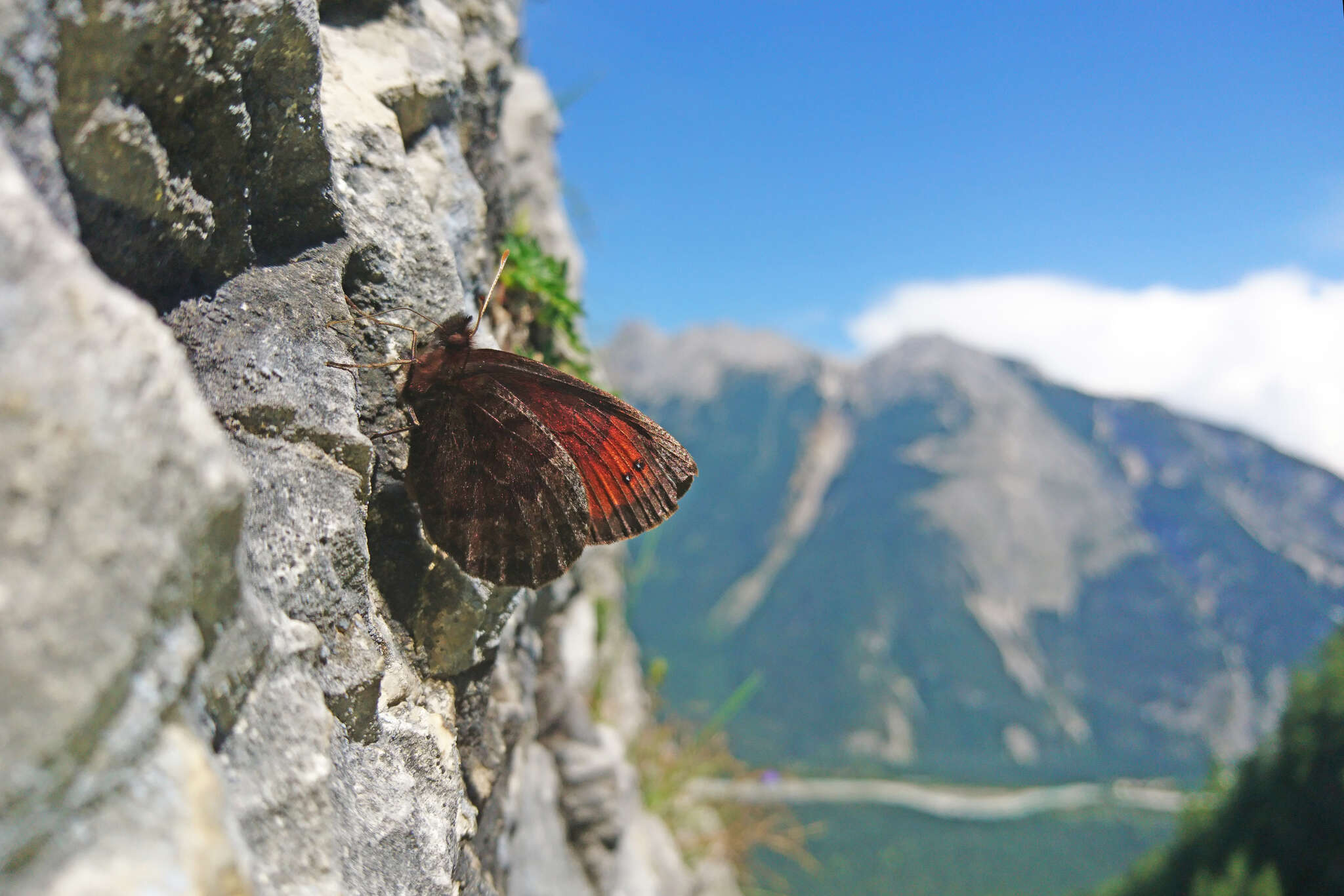 Image of Water Ringlet