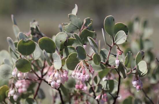 Image of hoary manzanita