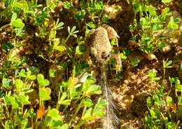 Image of Tandy's Sand Frog