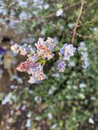 Image of woolyleaf ceanothus