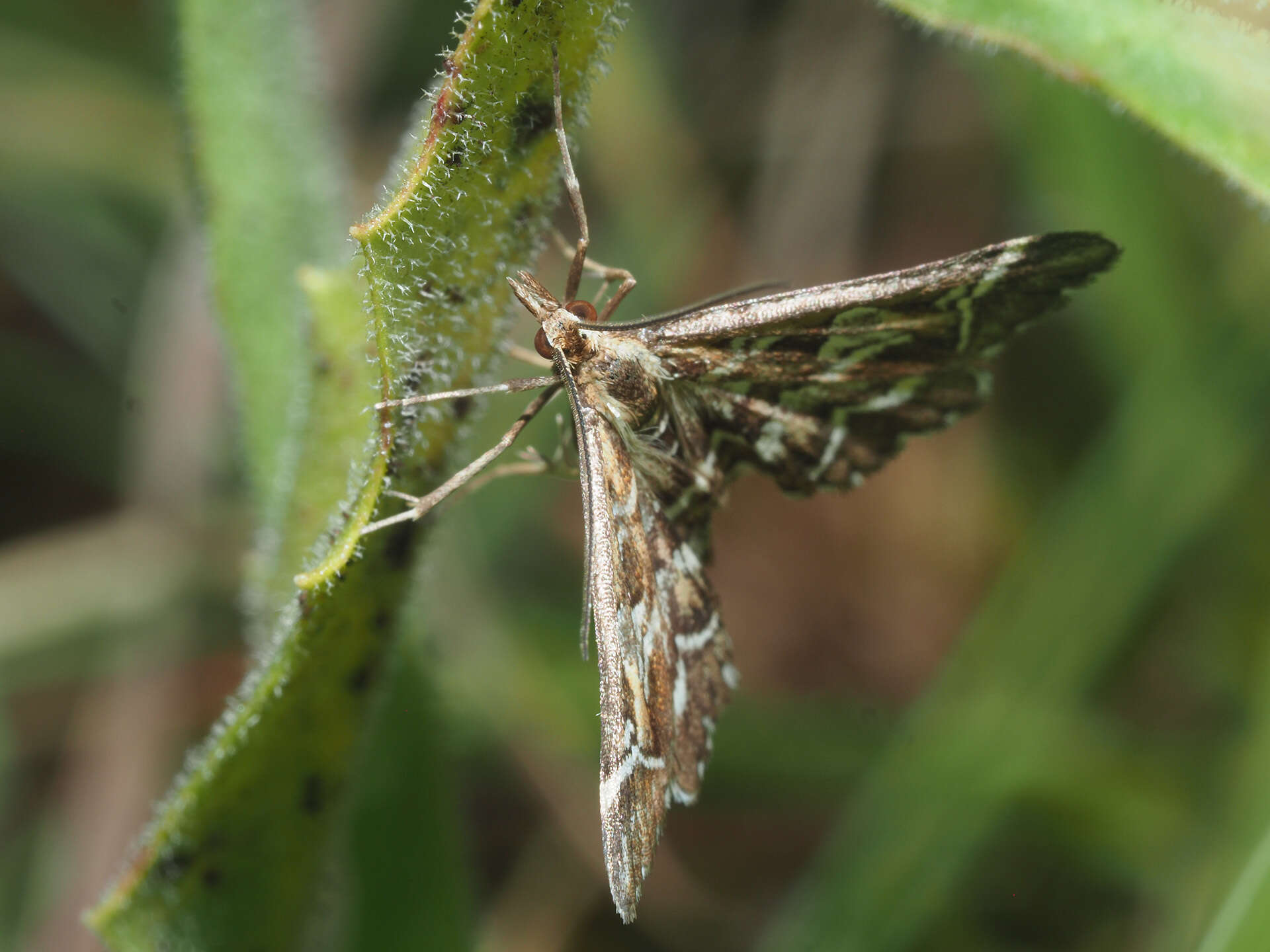 Plancia ëd Diasemia reticularis Linnaeus 1761