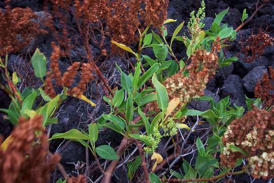 Rumex skottsbergii O. Degener & I. Degener的圖片