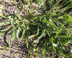 Plancia ëd Nidorella pinnata (L. fil.) J. C. Manning & Goldblatt