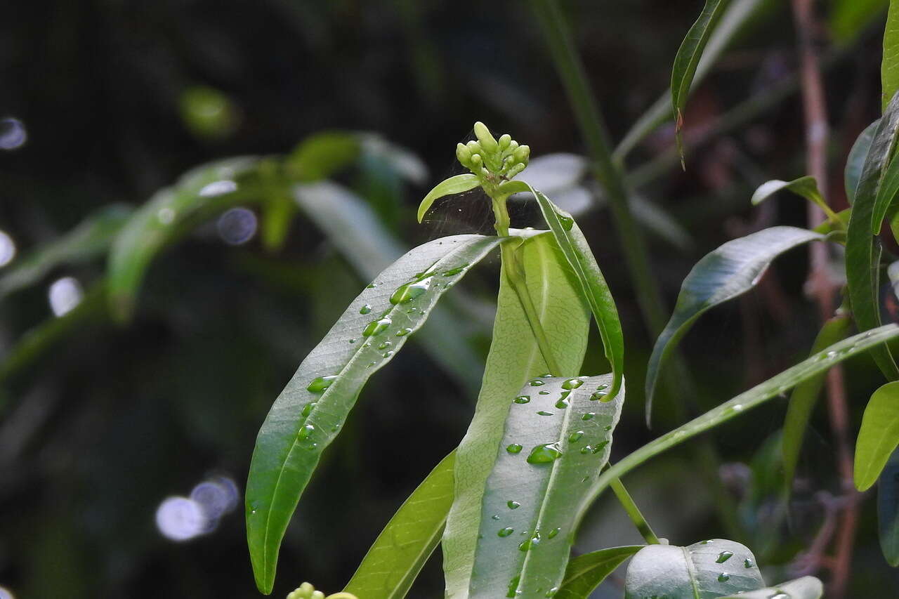 Melodinus angustifolius Hayata的圖片