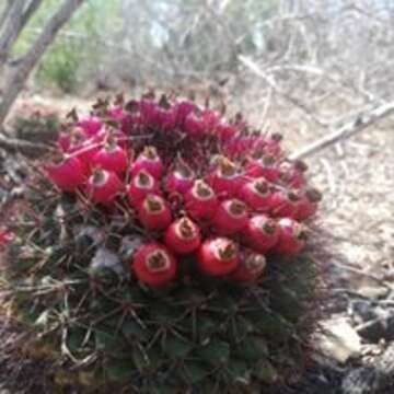 Image of Mammillaria bocensis R. T. Craig