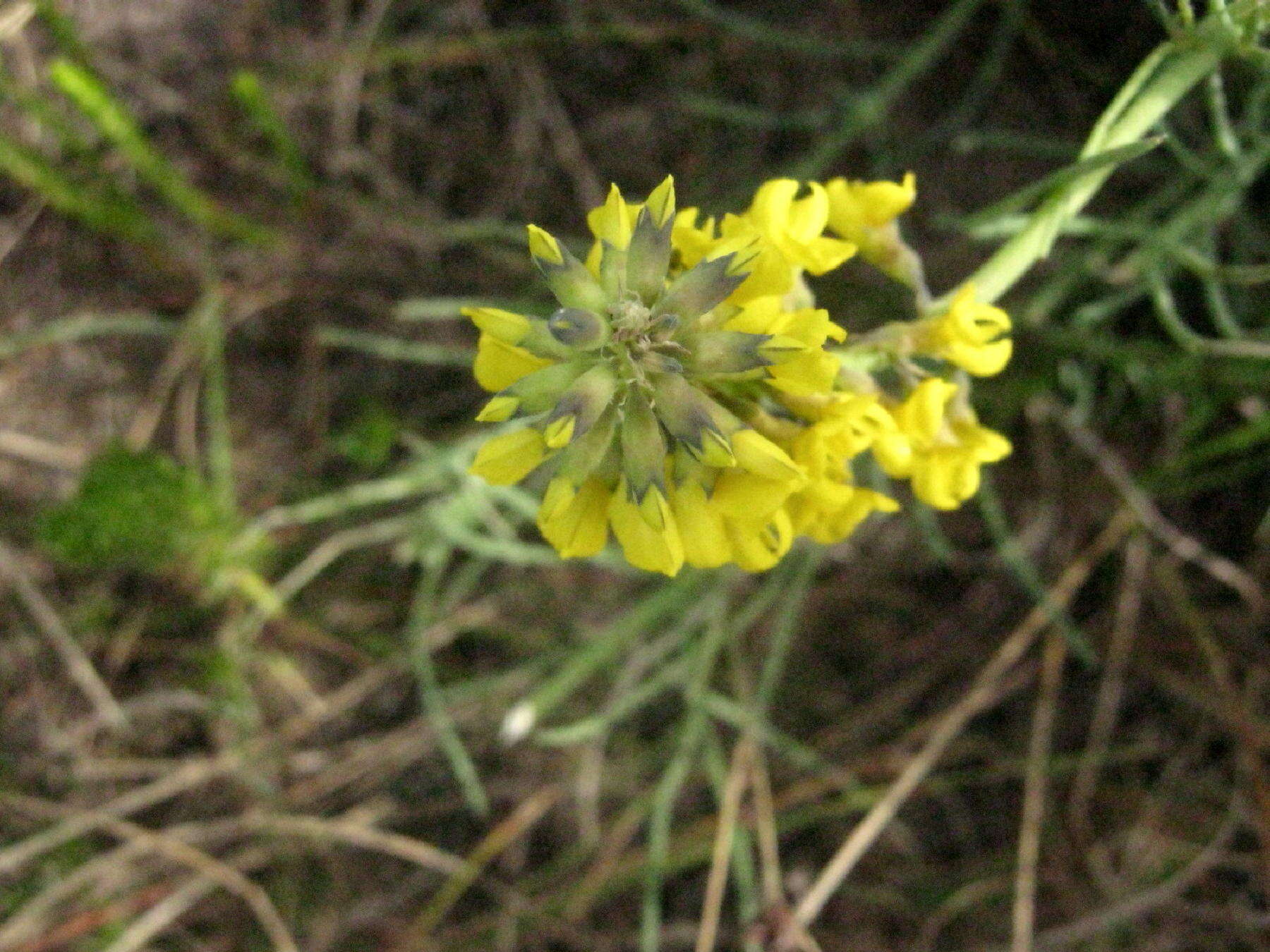 Image of Lebeckia gracilis Eckl. & Zeyh.