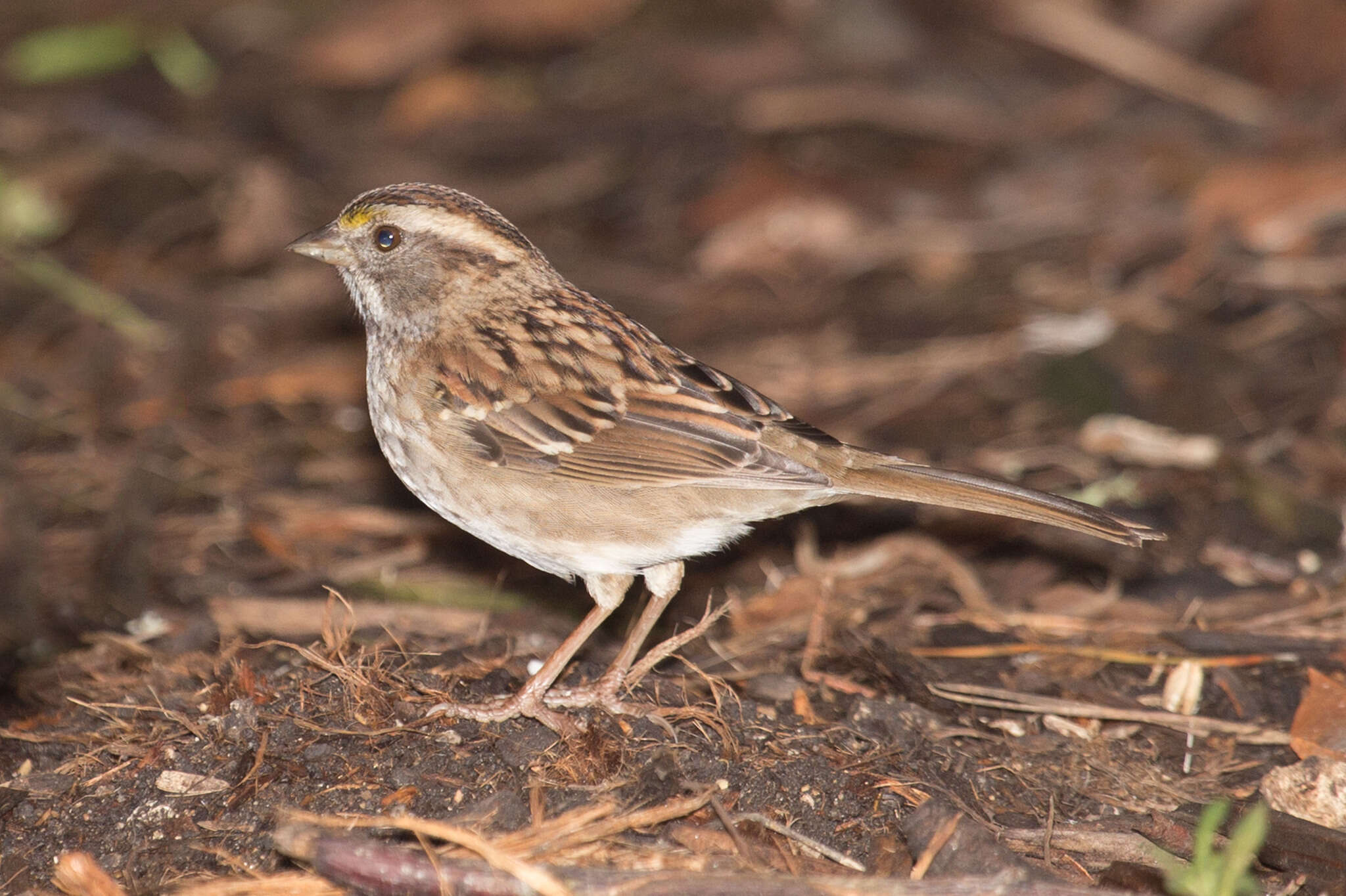 Image of White-throated Sparrow