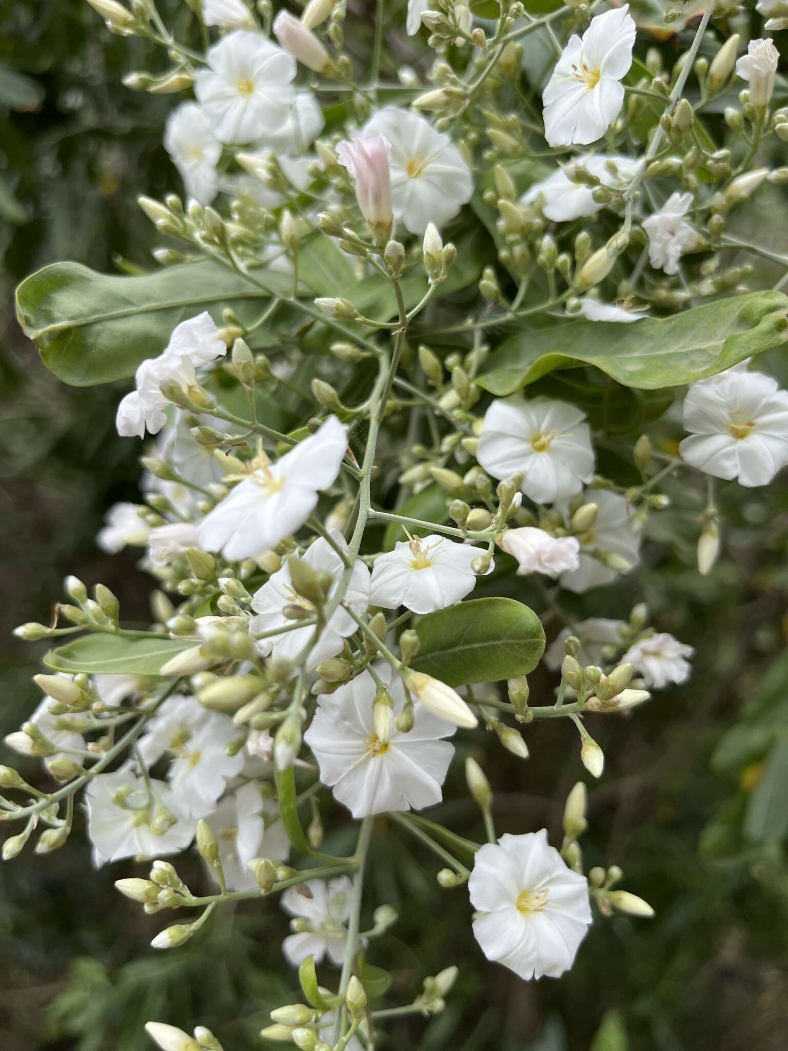 Слика од Convolvulus floridus L. fil.