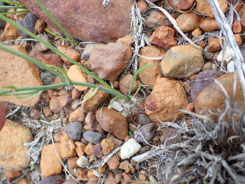 Image of Albuca longipes Baker