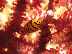 Image of Tiger cuspivolva