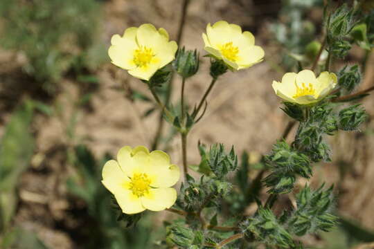 Image of Potentilla recta subsp. pilosa (Willd.) Jav.