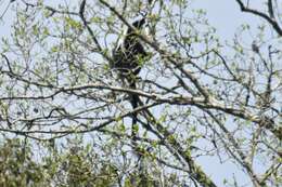 Colobus angolensis palliatus Peters 1868 resmi