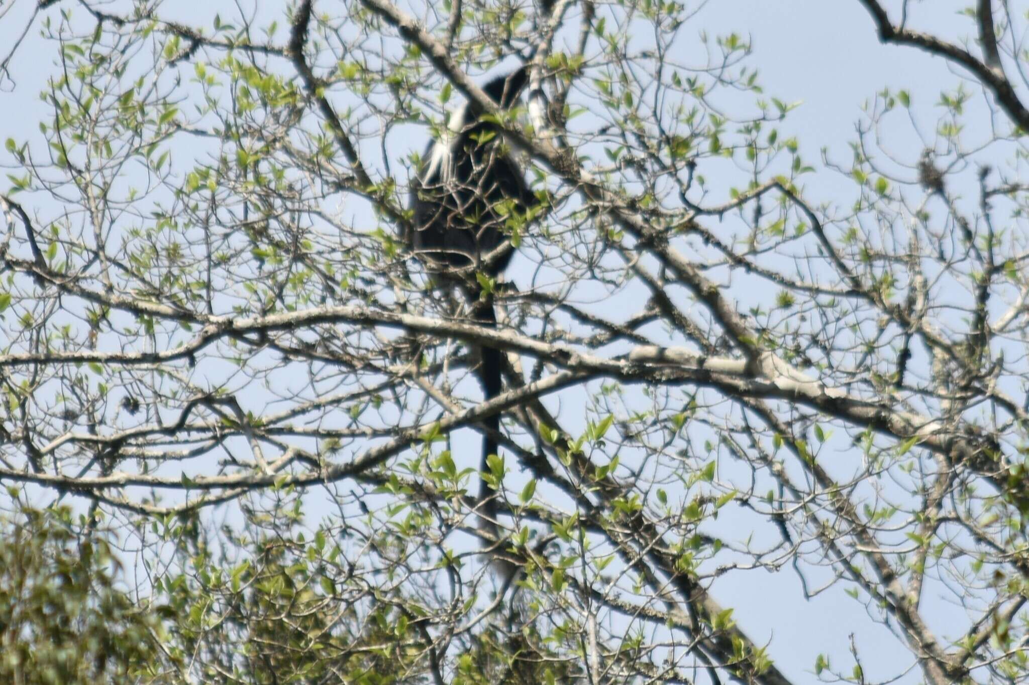 Image of Colobus angolensis palliatus Peters 1868