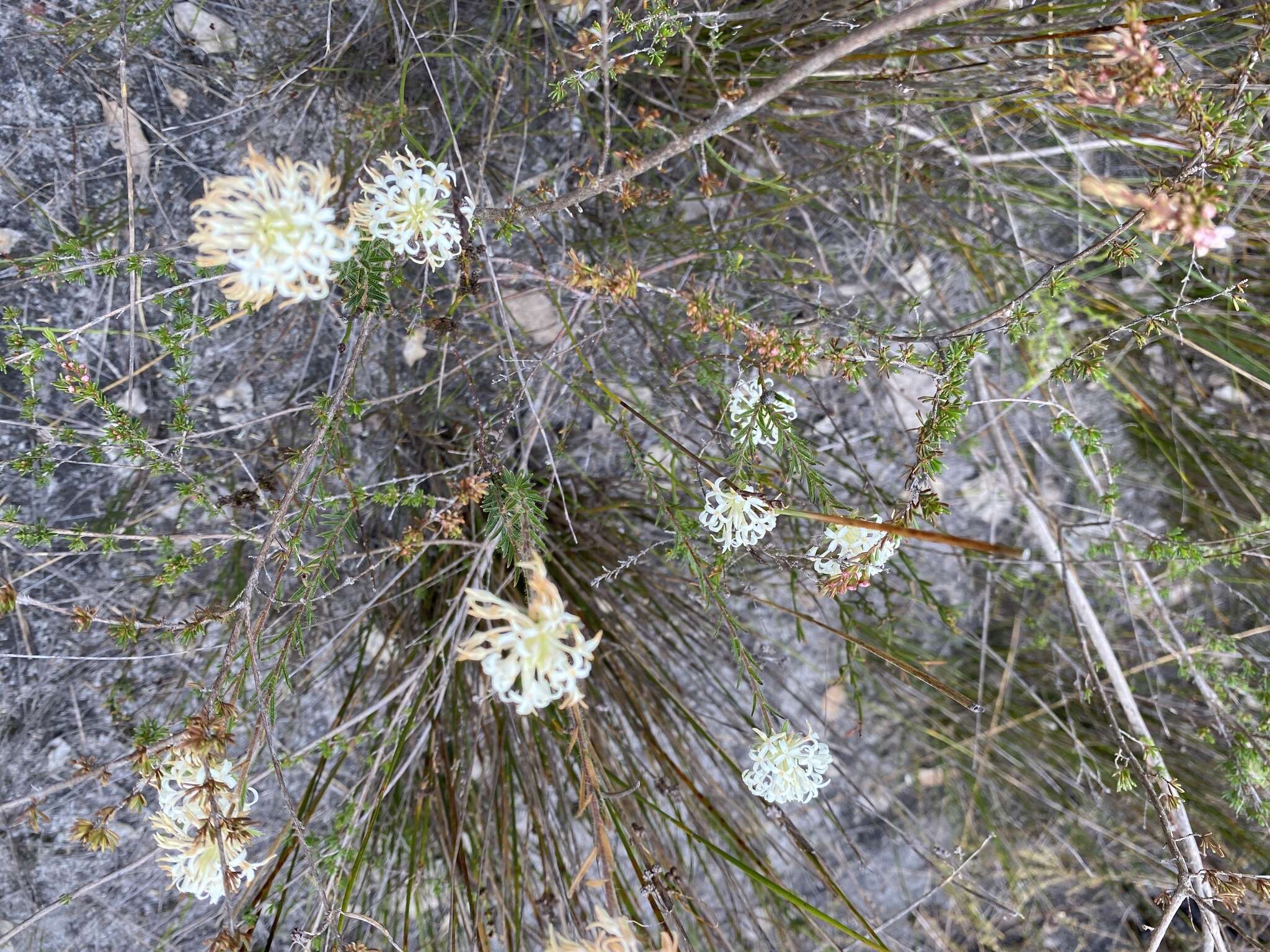 Image of Pimelea lehmanniana Meissn.