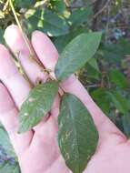 Image of Kennedia rubicunda Vent.