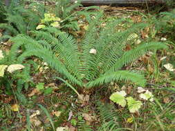 Image of western swordfern