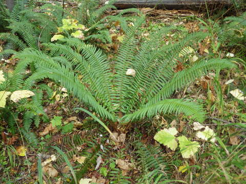 Sivun Polystichum munitum (Kaulf.) C. Presl kuva