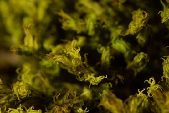 Image of racomitrium moss