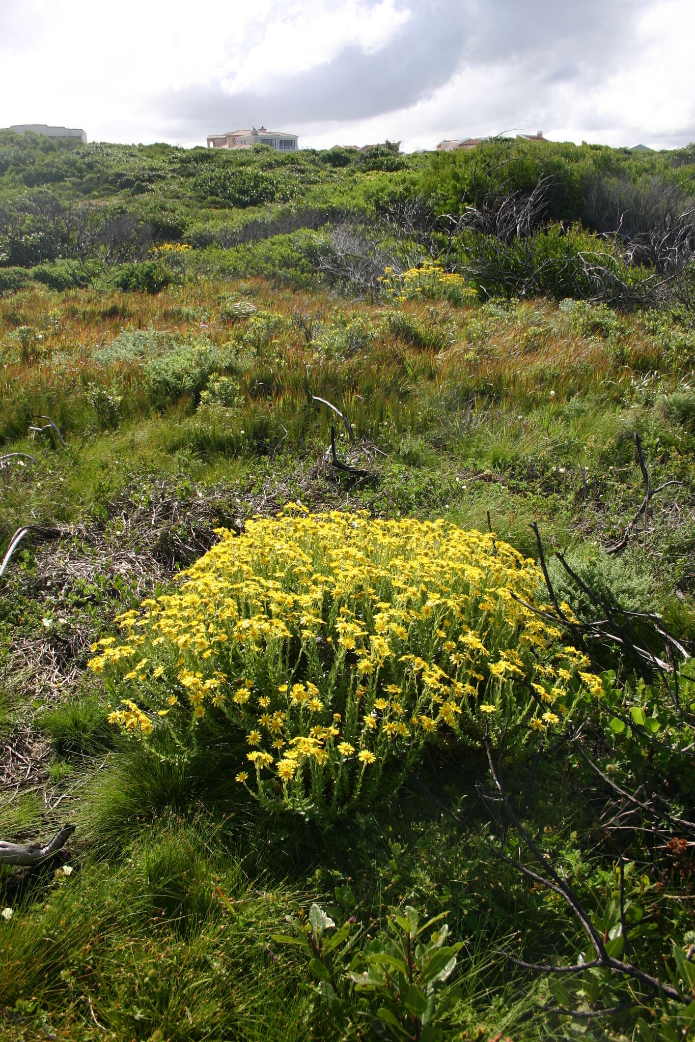 Image of <i>Osteospermum <i>polygaloides</i></i> var. polygaloides