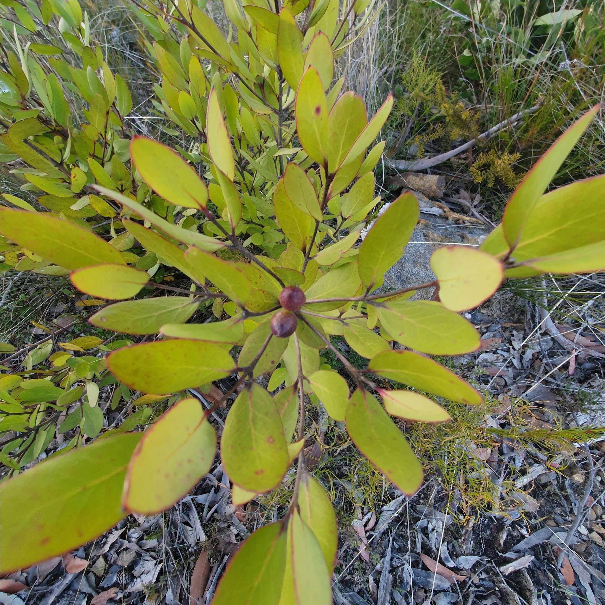 Image of Persoonia laurina subsp. laurina