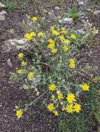 Image of Mentzelia longiloba var. yavapaiensis J. J. Schenk & L. Hufford