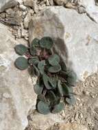 Image of Coville's dwarf sand verbena