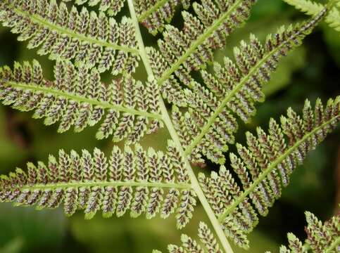 Image of Lady-fern