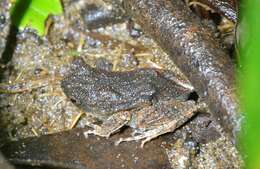 Image of Peters’ Dwarf Frog