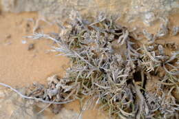 Image of Dregeochloa pumila (Nees) Conert