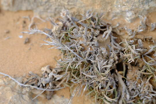 Image of Dregeochloa pumila (Nees) Conert