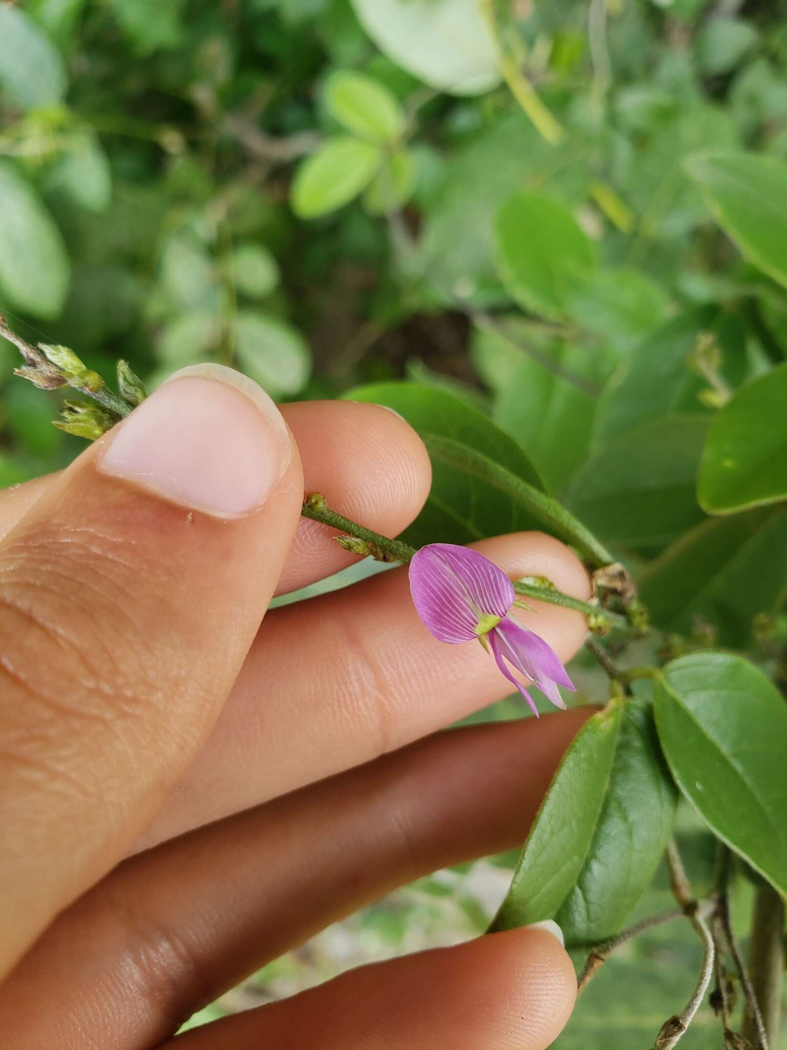 Image of Florida hammock milkpea