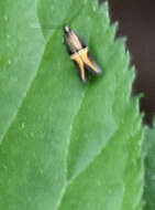 Image de Enchrysa dissectella Zeller 1873