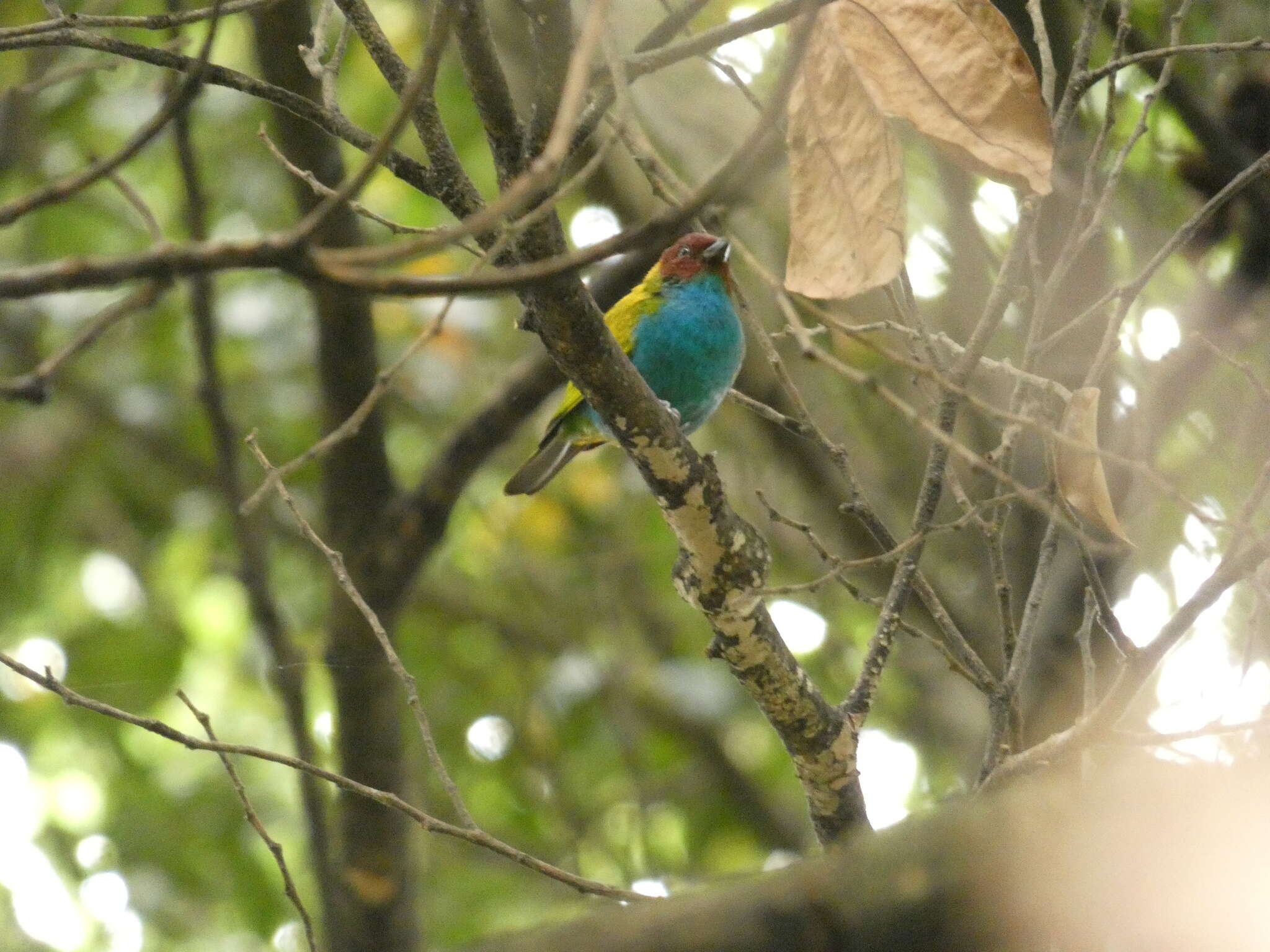 Image of Bay-headed Tanager