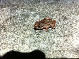 Image of Greenhouse Frog