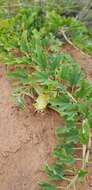 Image of Harpagophytum procumbens subsp. procumbens