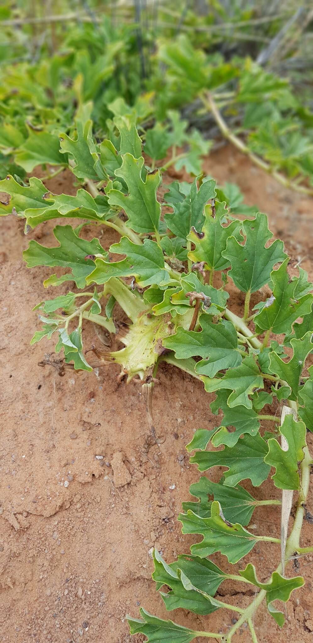 Image of Harpagophytum procumbens subsp. procumbens