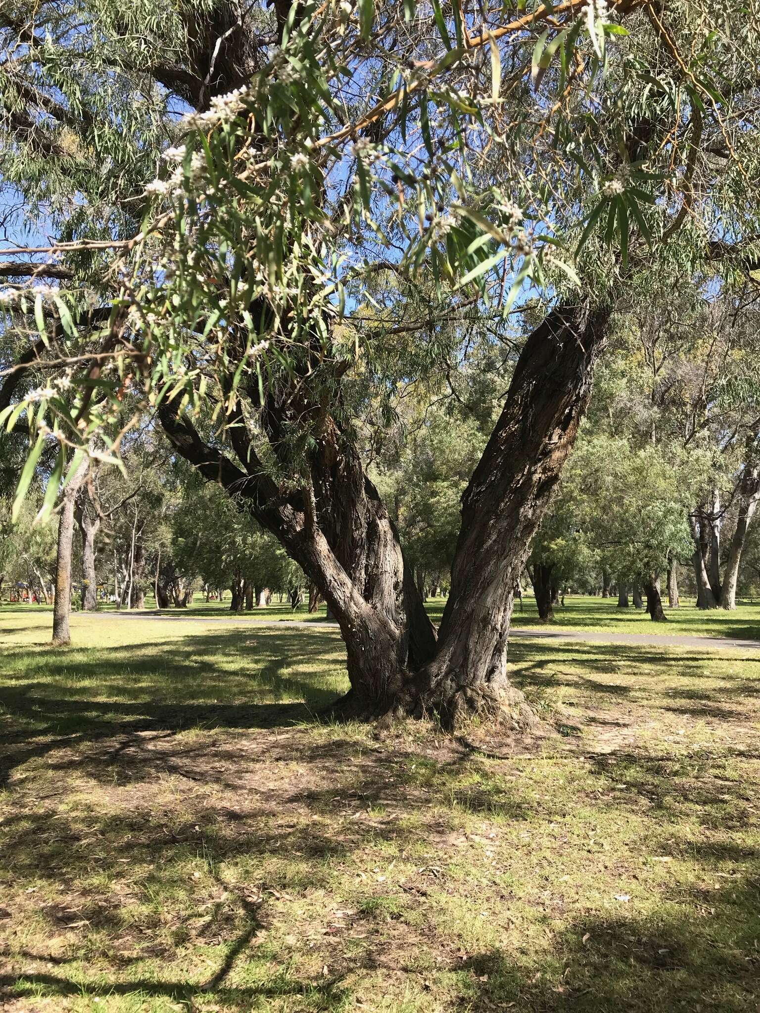 Sivun Agonis flexuosa (Muhl. ex Willd.) Sweet kuva