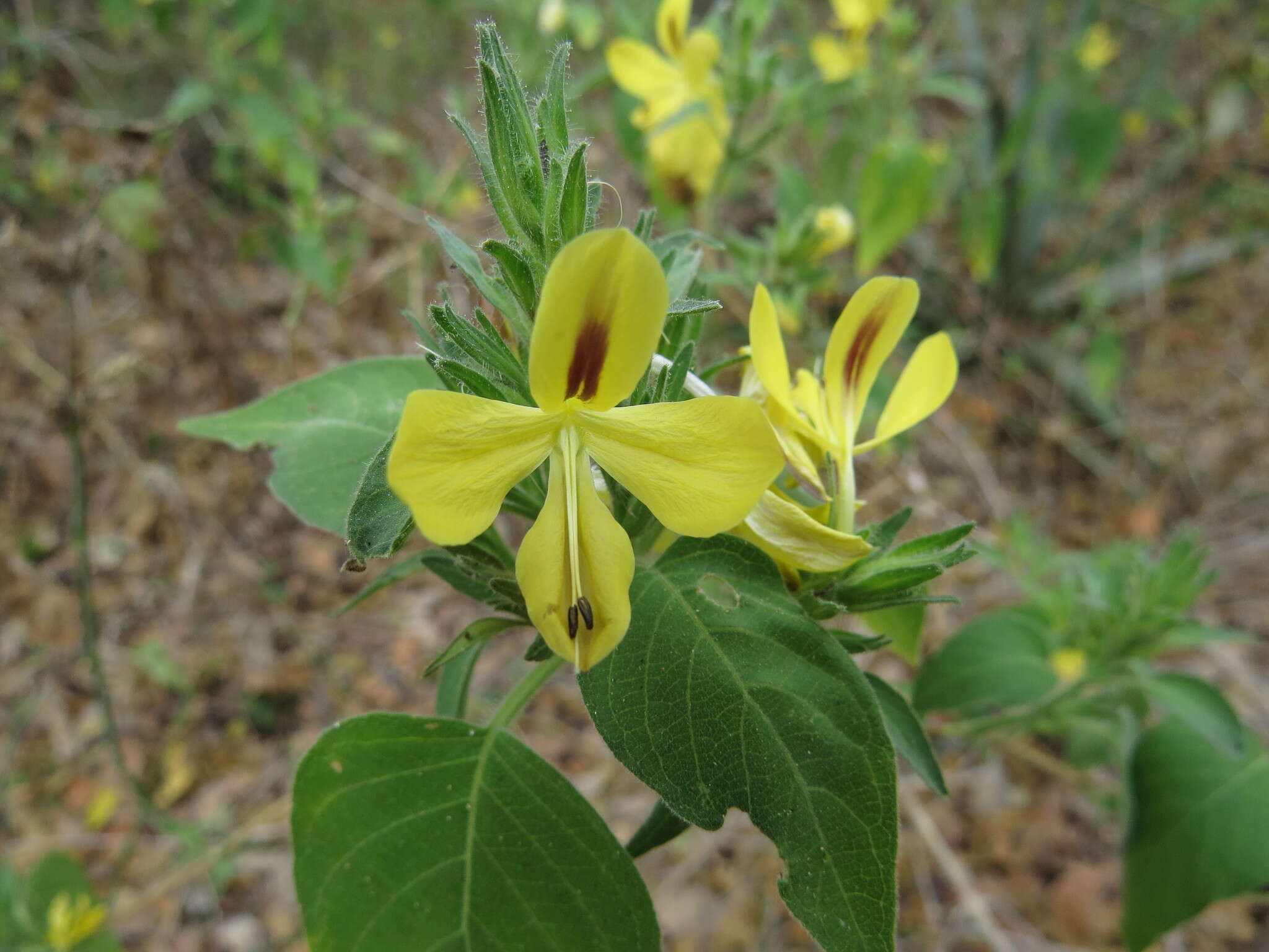 Tetramerium glandulosum Oerst. resmi