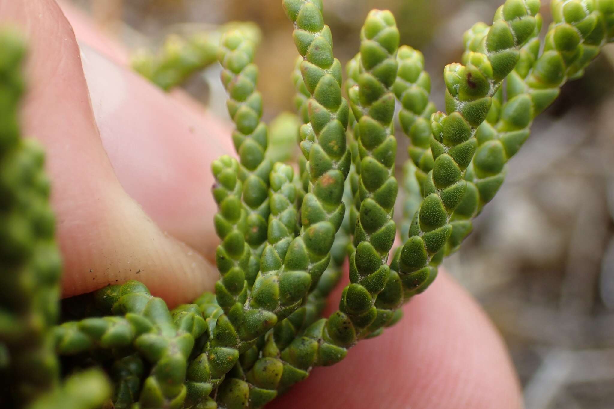 Image of Veronica hectorii Hook. fil.