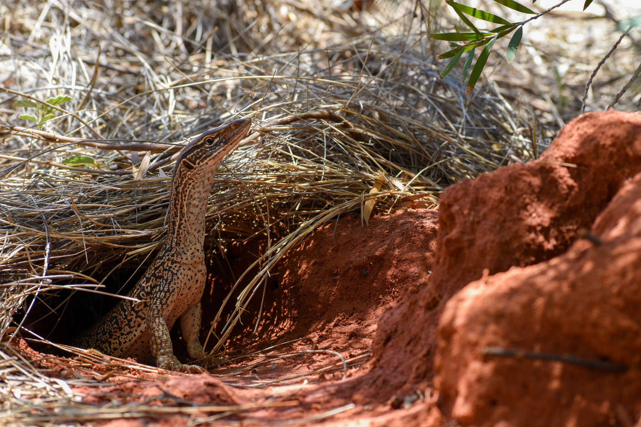 Image of Sand Monitor